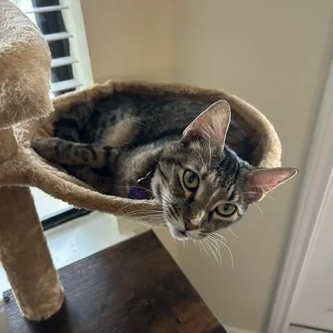 An adult medium-sized female Torbie Domestic Short Hair cat named Nola for adoption in Flower Mound, TX