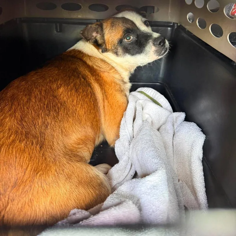An adult medium-sized male Brown / Chocolate Mixed Breed dog named Raptor for adoption in Huntington, WV
