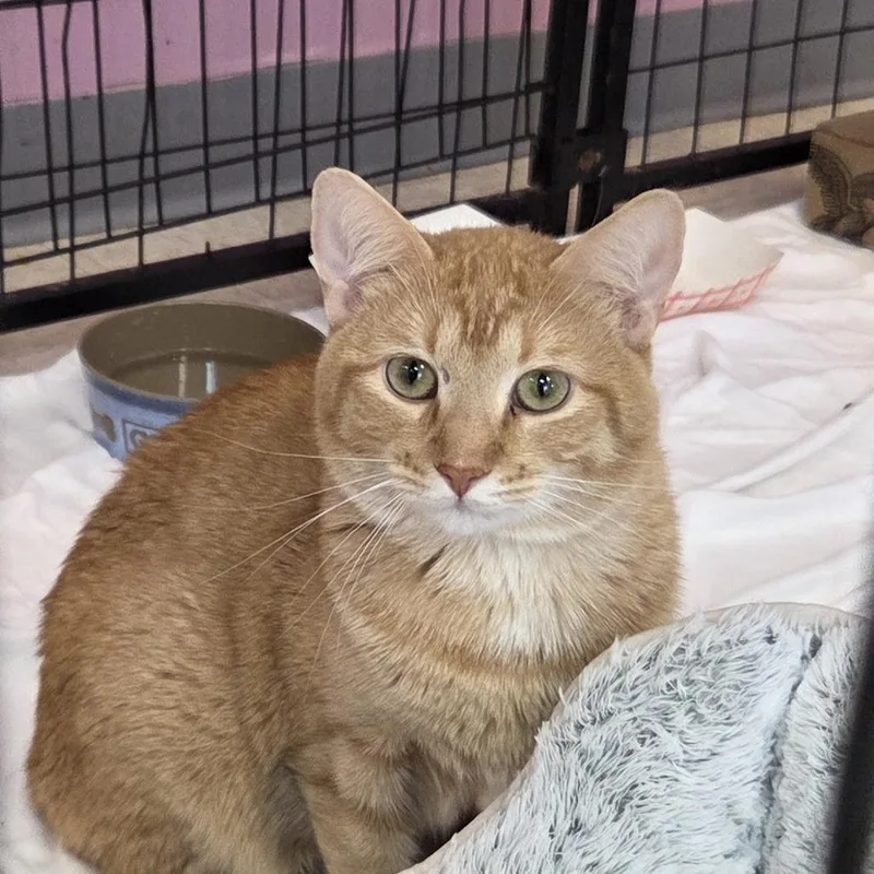 A young medium-sized male Orange / Red Domestic Short Hair cat named Yik for adoption in Branson, MO