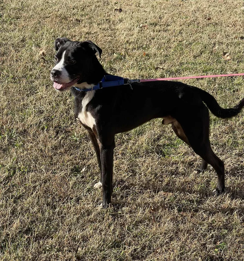 Maverick thumbnail 2