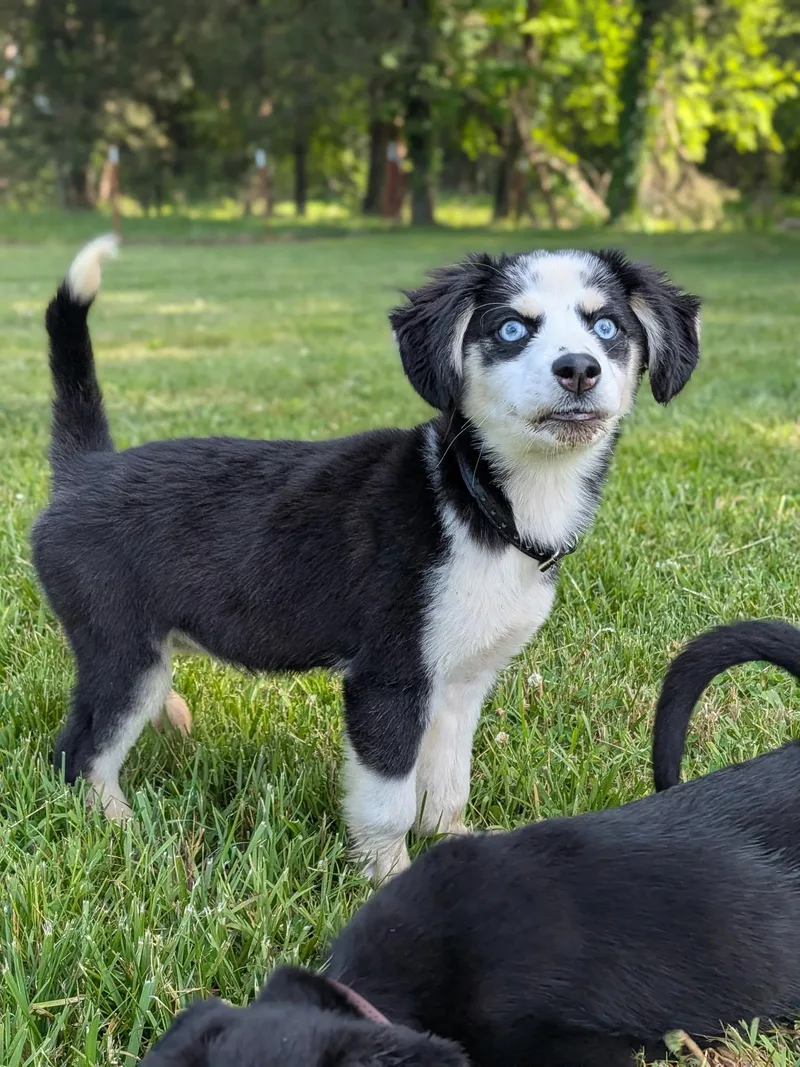 A baby medium-sized female Black Mixed Breed dog named Berry for adoption in Spring hill, TN