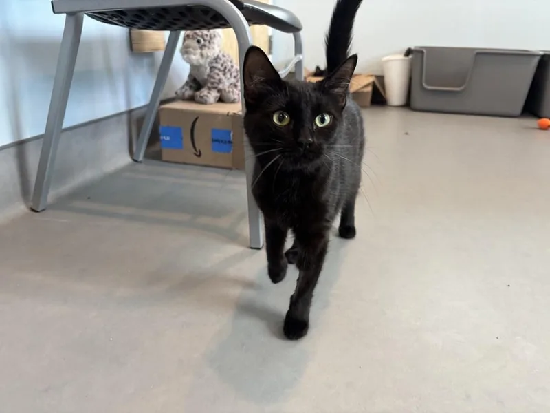 An adult large-sized female Black Domestic Short Hair cat named Luna Bear for adoption in Norristown, PA