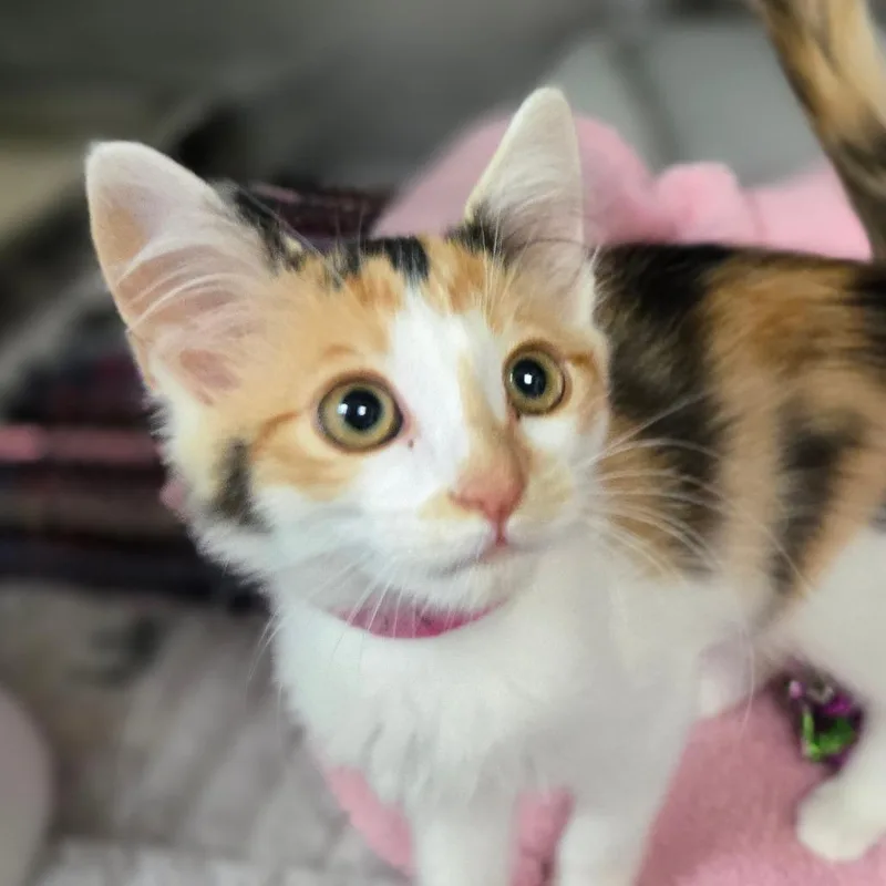A baby small-sized female Domestic Short Hair cat named Opera for adoption in San Jacinto, CA