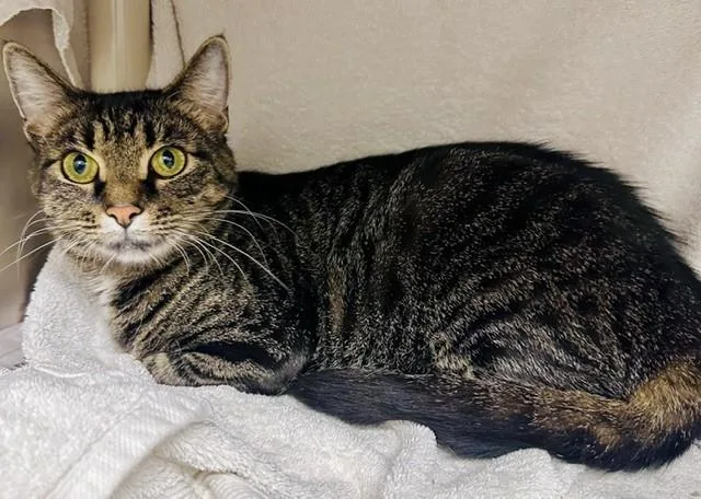 An adult medium-sized female Domestic Short Hair cat named Misty for adoption in Derwood, MD