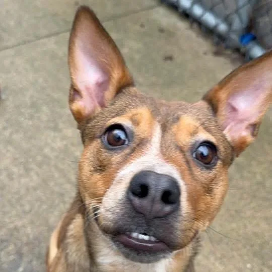 Key Lime Pie thumbnail 2