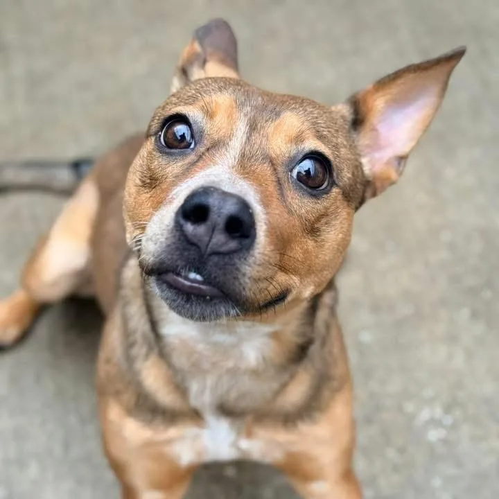 Key Lime Pie thumbnail 3