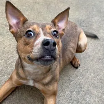 Key Lime Pie thumbnail 4