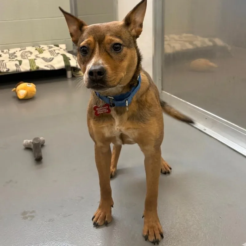 Key Lime Pie thumbnail 5