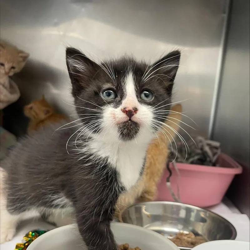 A baby small-sized male Black Domestic Short Hair cat named Whitaker FKA Dexter for adoption in Philadelphia, PA