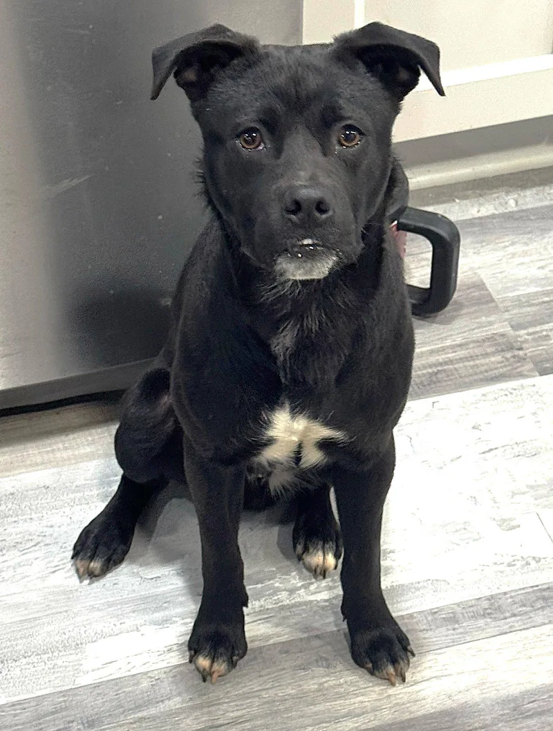 A young medium-sized male Chihuahua dog named Doppio for adoption in Locust Grove, GA