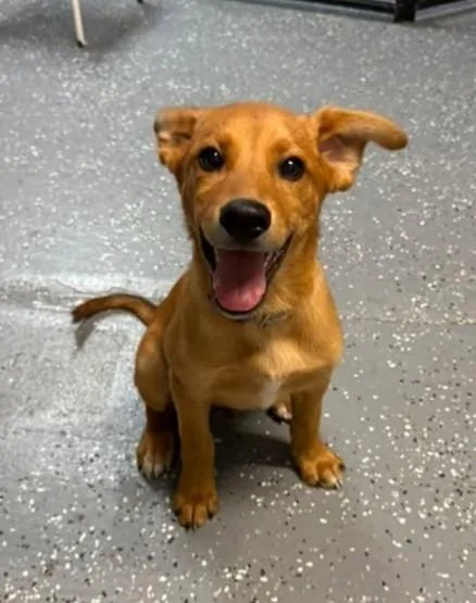 A baby medium-sized male German Shepherd Dog dog named Memphis for adoption in Warren, MI