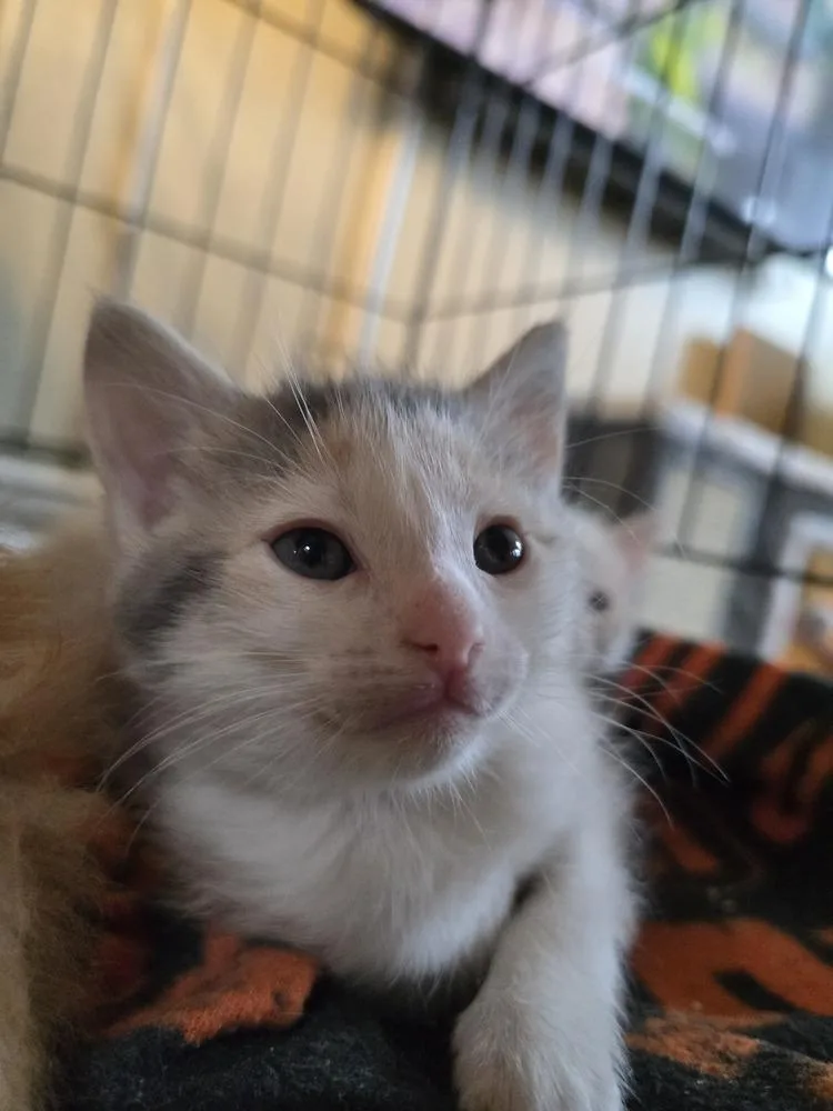 A baby small-sized female Domestic Medium Hair cat named Rainbow Dash for adoption in Pacifica, CA