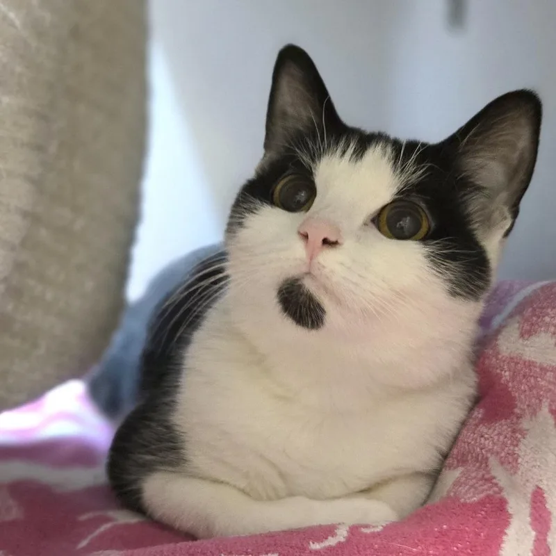 A young medium-sized female Domestic Short Hair cat named Pip for adoption in Pittsburgh, PA