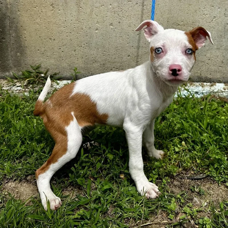 A baby small-sized female White / Cream Mixed Breed dog named Mary Kate for adoption in Warrensburg, MO