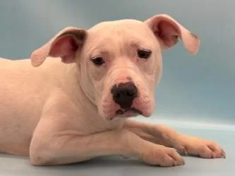 A young medium-sized male Mixed Breed dog named Tofu for adoption in Golden Valley, MN