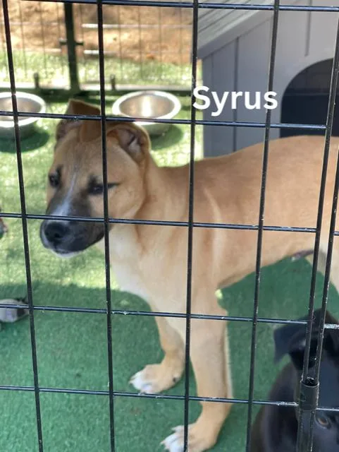 A young small-sized male Yellow / Tan / Blond / Fawn Boxer dog named Syrus for adoption in Newington, GA