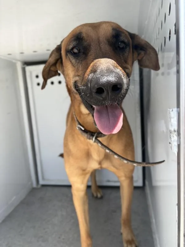 An adult medium-sized female Shepherd dog named Eeyore for adoption in Victorville, CA