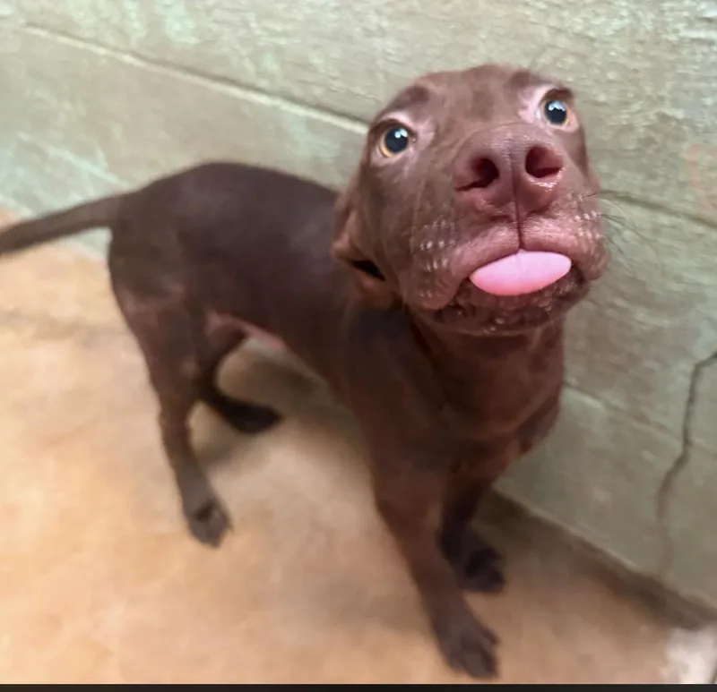 Scooby