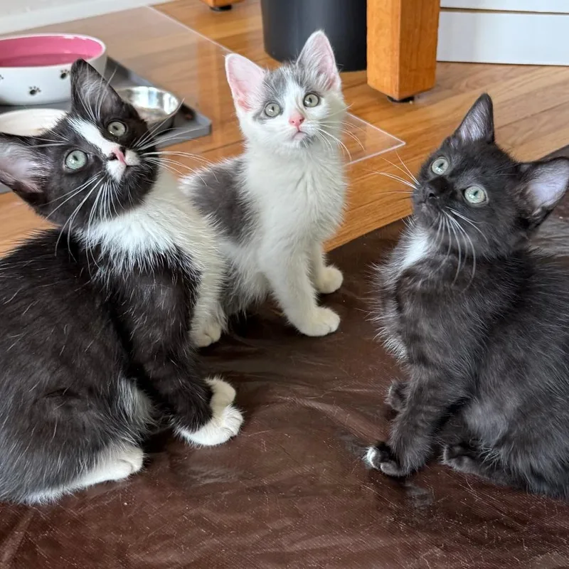 A baby small-sized male Black Domestic Short Hair cat named Journal for adoption in Evanston, IL