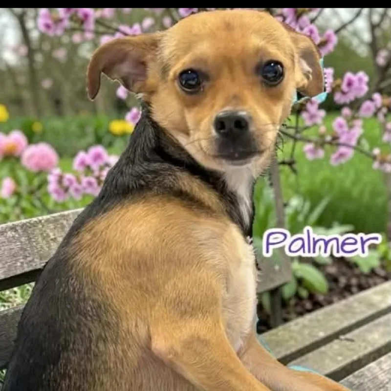 Palmer thumbnail 3