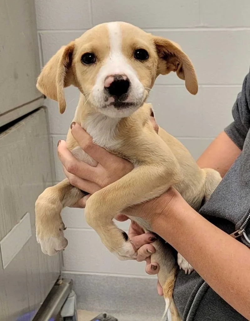 A baby large-sized male Mixed Breed dog named Nevada for adoption in Chillicothe, OH