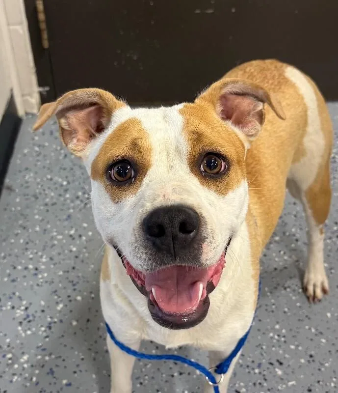 A young medium-sized female Pit Bull Terrier dog named Athena for adoption in Yankton, SD