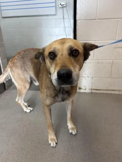 An adult large-sized male German Shepherd Dog dog named Kendrick for adoption in San Bernardino, CA