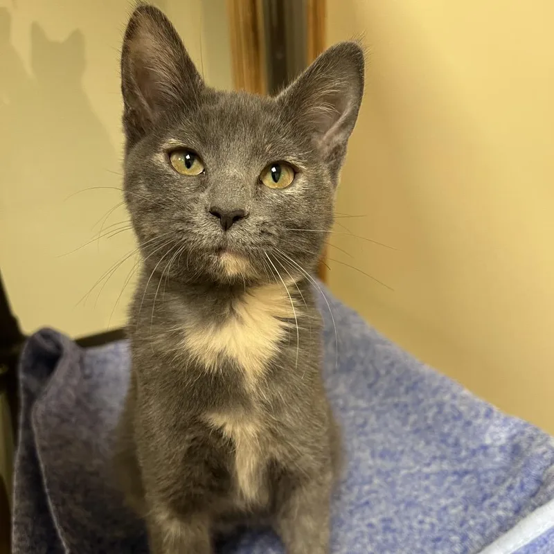 A baby small-sized female Tortoiseshell Domestic Short Hair cat named Thyme for adoption in Arlington Heights, IL