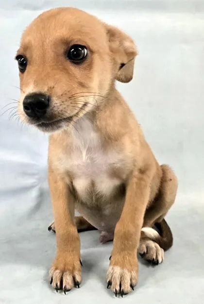 A baby medium-sized male Chihuahua dog named Rooster for adoption in Morton Grove, IL