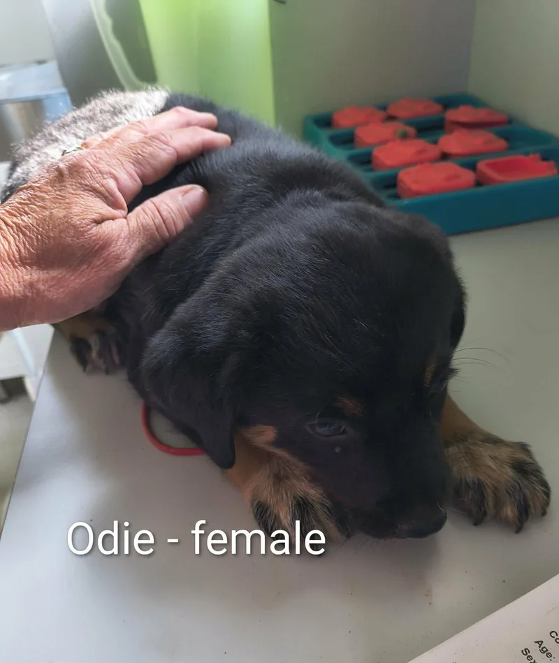 A baby large-sized female Shepherd dog named Odie for adoption in Stover, MO