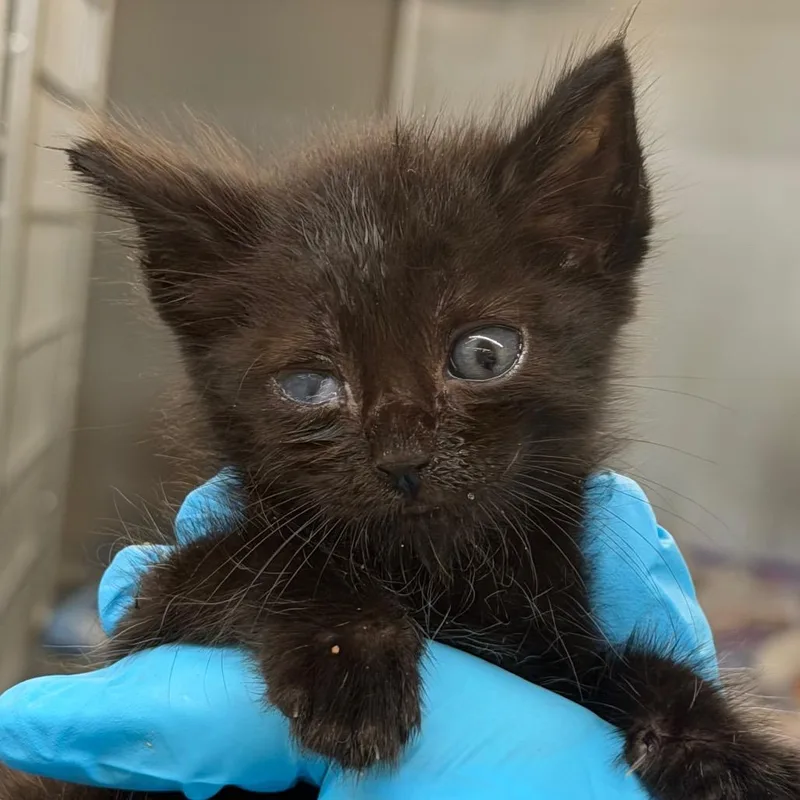A baby small-sized male Black Domestic Short Hair cat named Chicka for adoption in West Palm Beach, FL