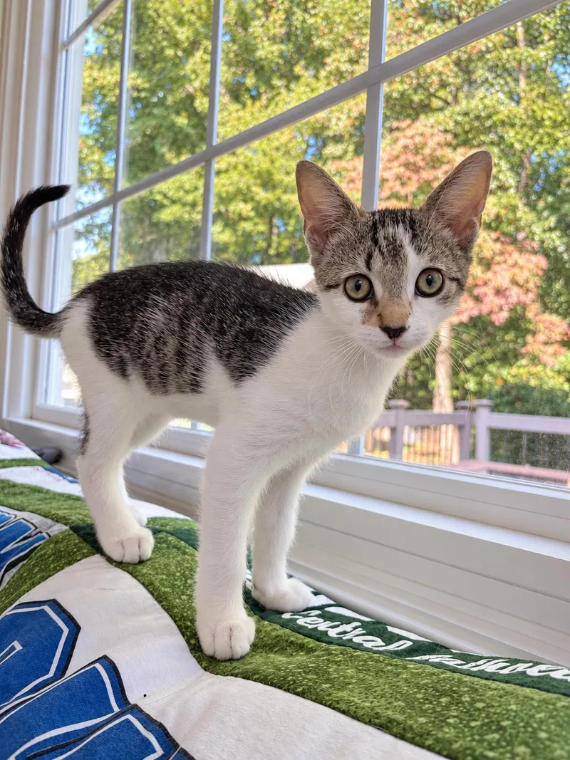 A baby medium-sized male Tabby (Brown / Chocolate) Tabby cat named Fifa & SweeperBonded Sister for adoption in Laurel, MD
