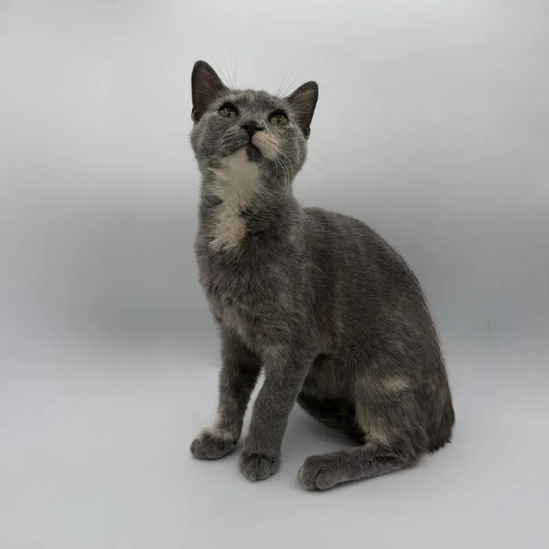 A baby medium-sized female Domestic Short Hair cat named Teal for adoption in State College, PA