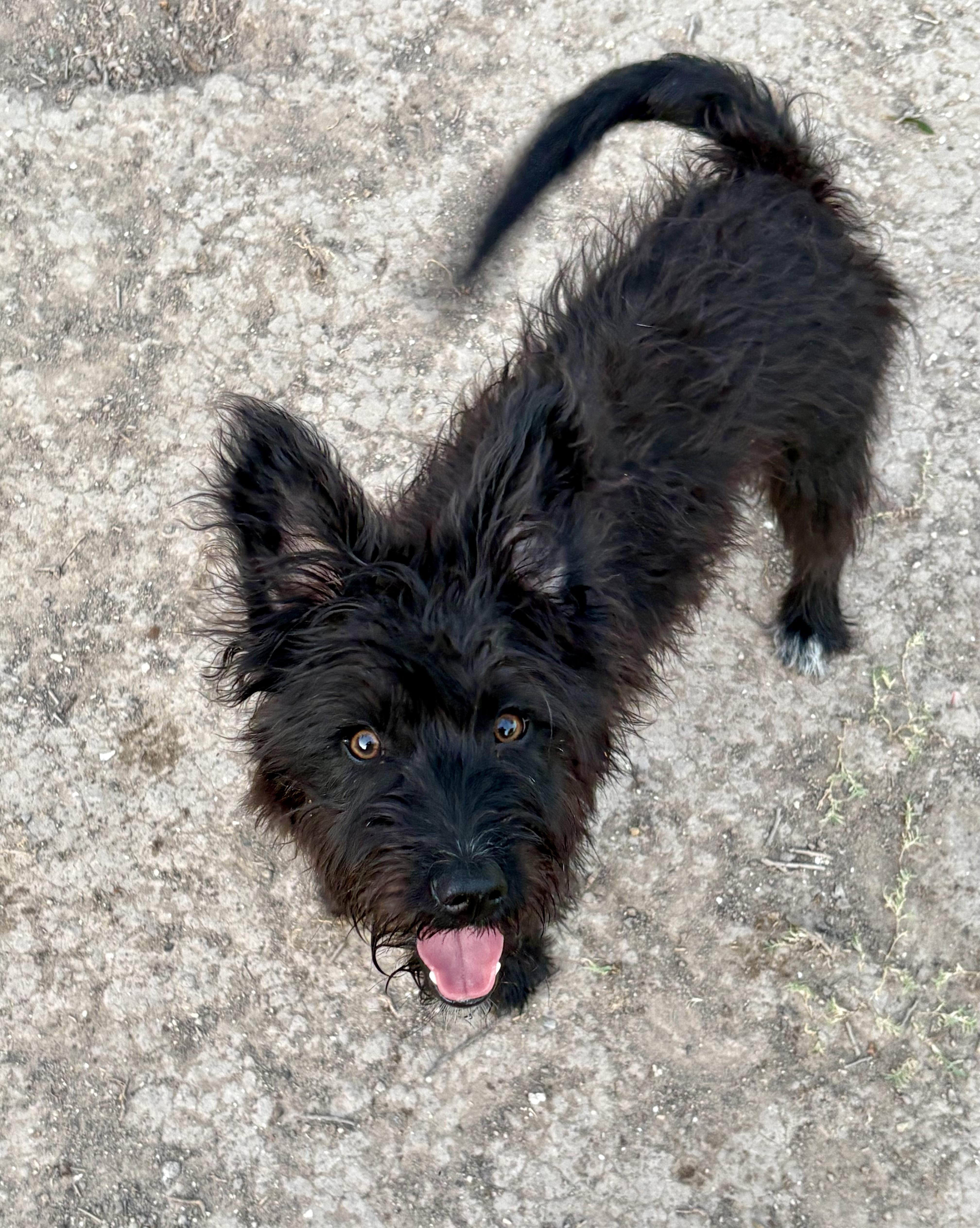 A baby small-sized female Black Terrier dog named Fifi for adoption in Mcallen, TX