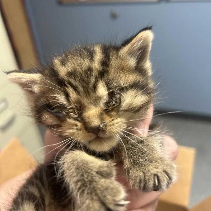 A baby small-sized female Brown / Chocolate Domestic Medium Hair cat named Darla for adoption in St Joseph, MO
