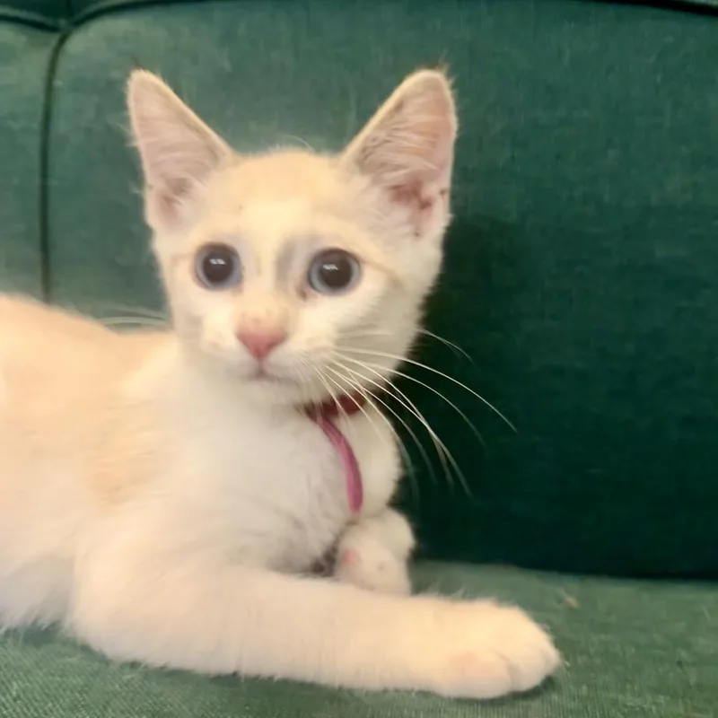 A baby small-sized female White Turkish Van cat named Cupcake for adoption in League City, TX