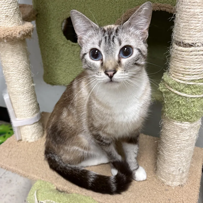 A young small-sized female Siamese cat named Snowball for adoption in North Arlington, NJ