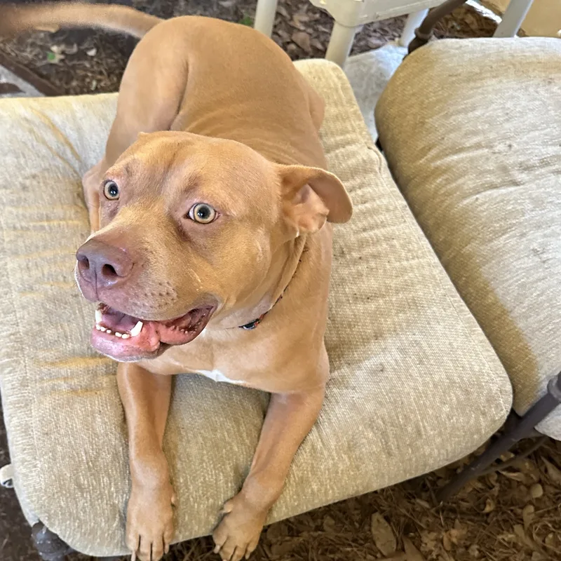 A young medium-sized male Pit Bull Terrier dog named Joey for adoption in Spring, TX