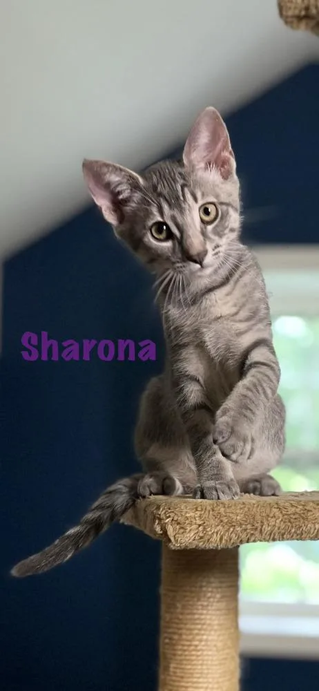 A baby medium-sized female Domestic Short Hair cat named Sharona for adoption in East Greenville, PA