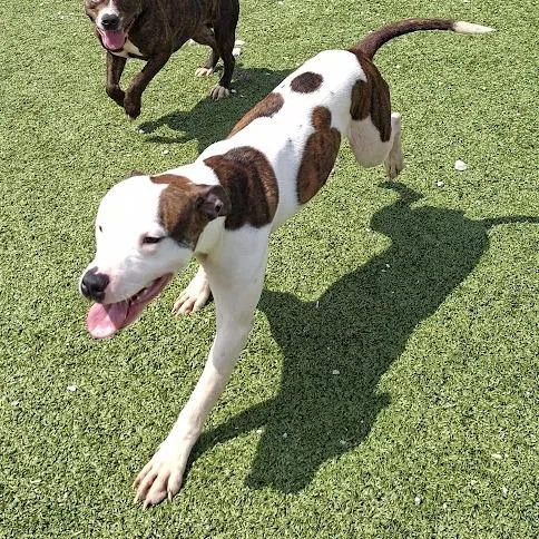 A young small-sized male White / Cream Pit Bull Terrier dog named Gregory for adoption in Hannibal, MO