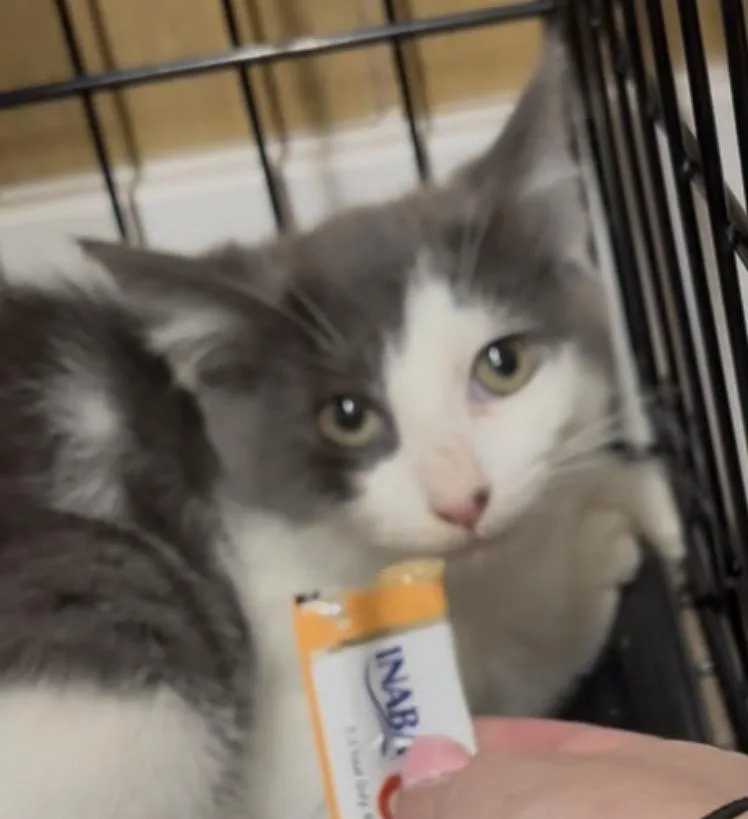 A baby small-sized female Gray & White Domestic Short Hair cat named Koal for adoption in Westville, NJ