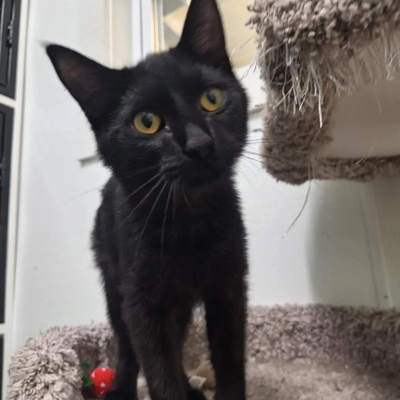 A young small-sized female Black Domestic Short Hair cat named Whitney for adoption in Albert Lea, MN