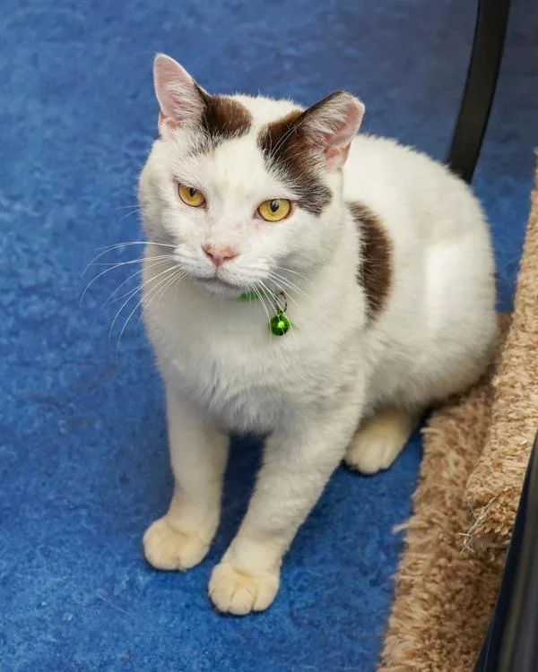 An adult small-sized male Domestic Short Hair cat named Pablo for adoption in Novato, CA
