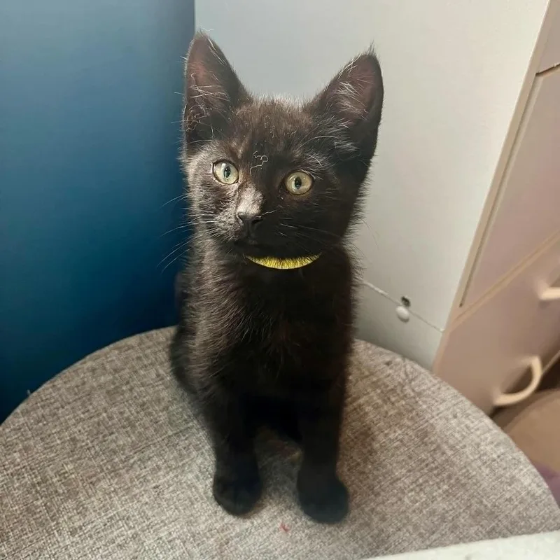 A baby small-sized female Domestic Short Hair cat named Jessie for adoption in Urbandale, IA