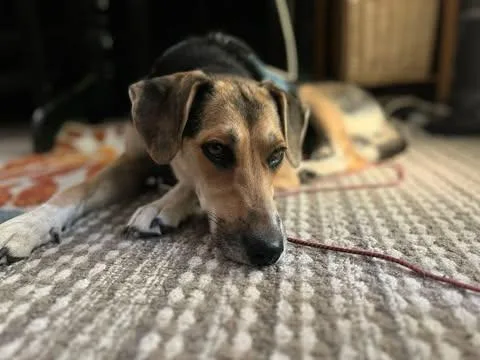 A young medium-sized female Bicolor Beagle dog named Dolly for adoption in Vernon, CT