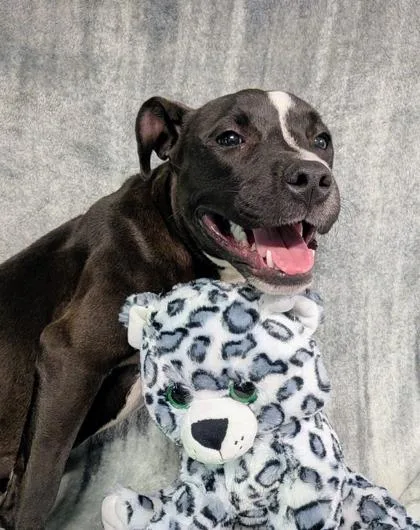 An adult large-sized female Pit Bull Terrier dog named Girlie for adoption in Houston, TX