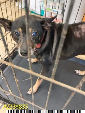 A senior small-sized female Mixed Breed dog named Petal for adoption in West Palm Beach, FL