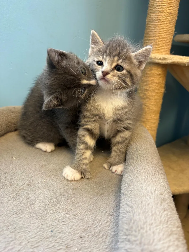 A baby medium-sized female Gray & White Domestic Short Hair cat named Margarita & Martini for adoption in Kingston, MA