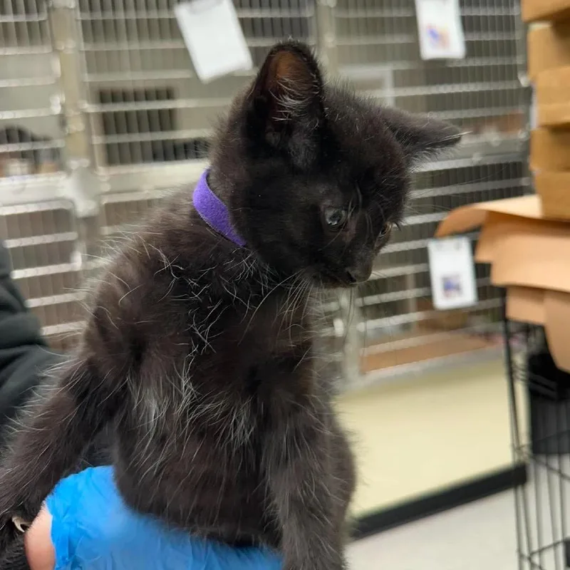 A baby small-sized female Black Domestic Short Hair cat named Lindy for adoption in Bastrop, TX