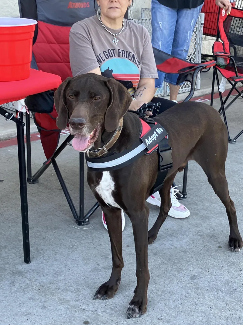 Charliecharming Companion thumbnail 5